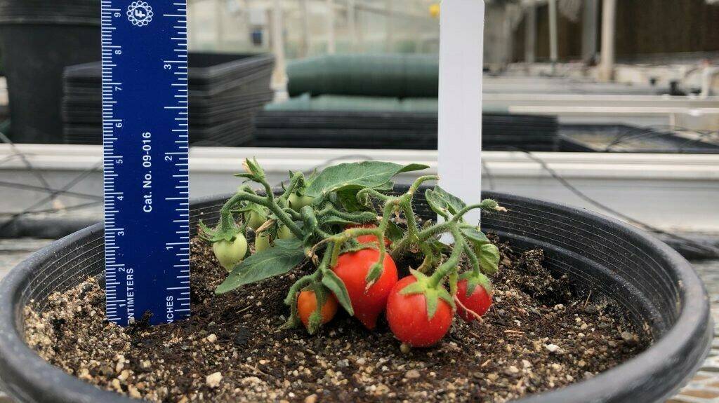 tomate espacial|comida espacial